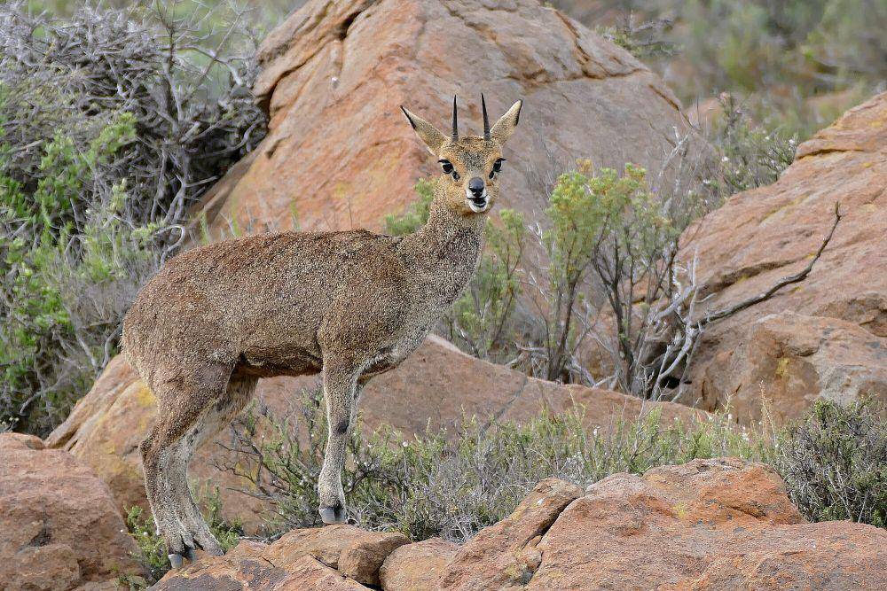 Klipspringer (commons.m.wikimedia.org/Bernard DUPONT)