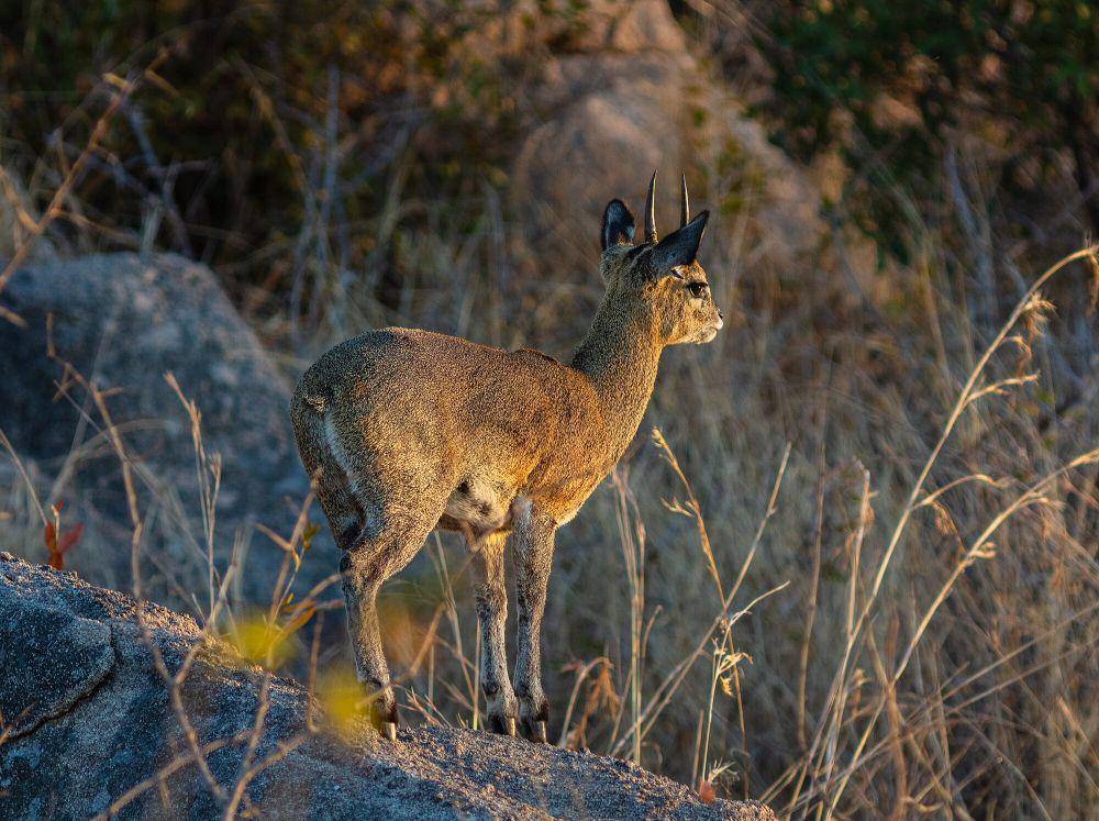 Klipspringer (commons.m.wikimedia.org/Diego Delso)