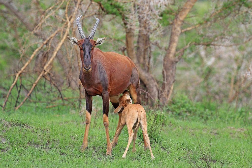 Topi (commons.m.wikimedia.org/Charles J. Sharp)