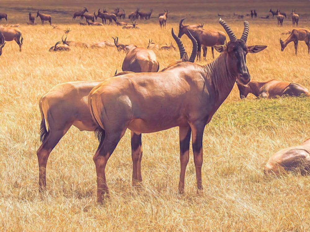5 Fakta Antelop Topi, Pelari Cepat yang Sangat Ramah!