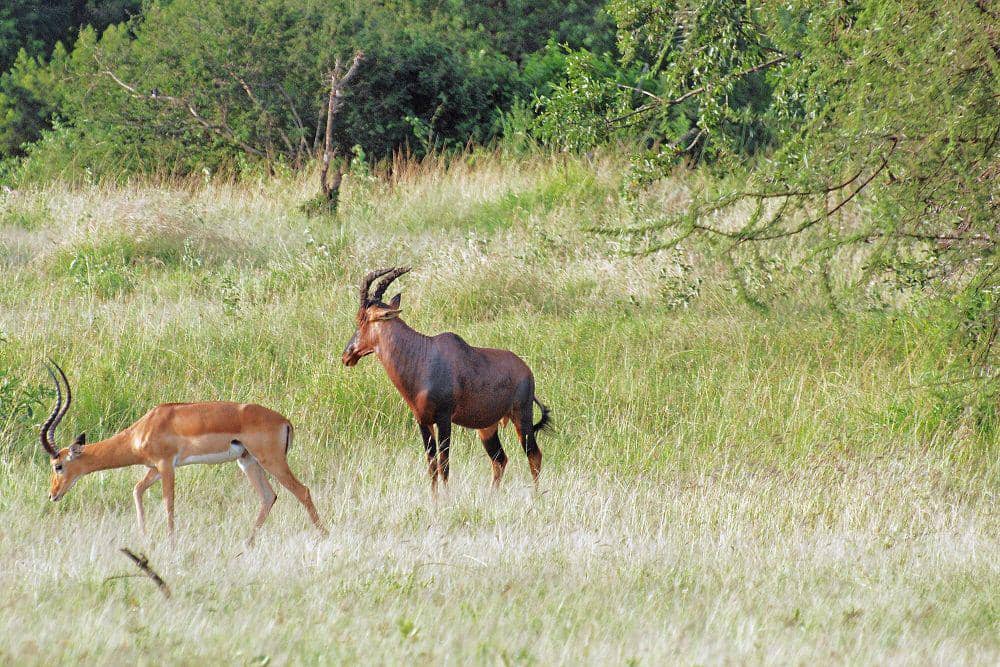 Topi dan Impala (commons.m.wikimedia.org/Harvey Barrison)