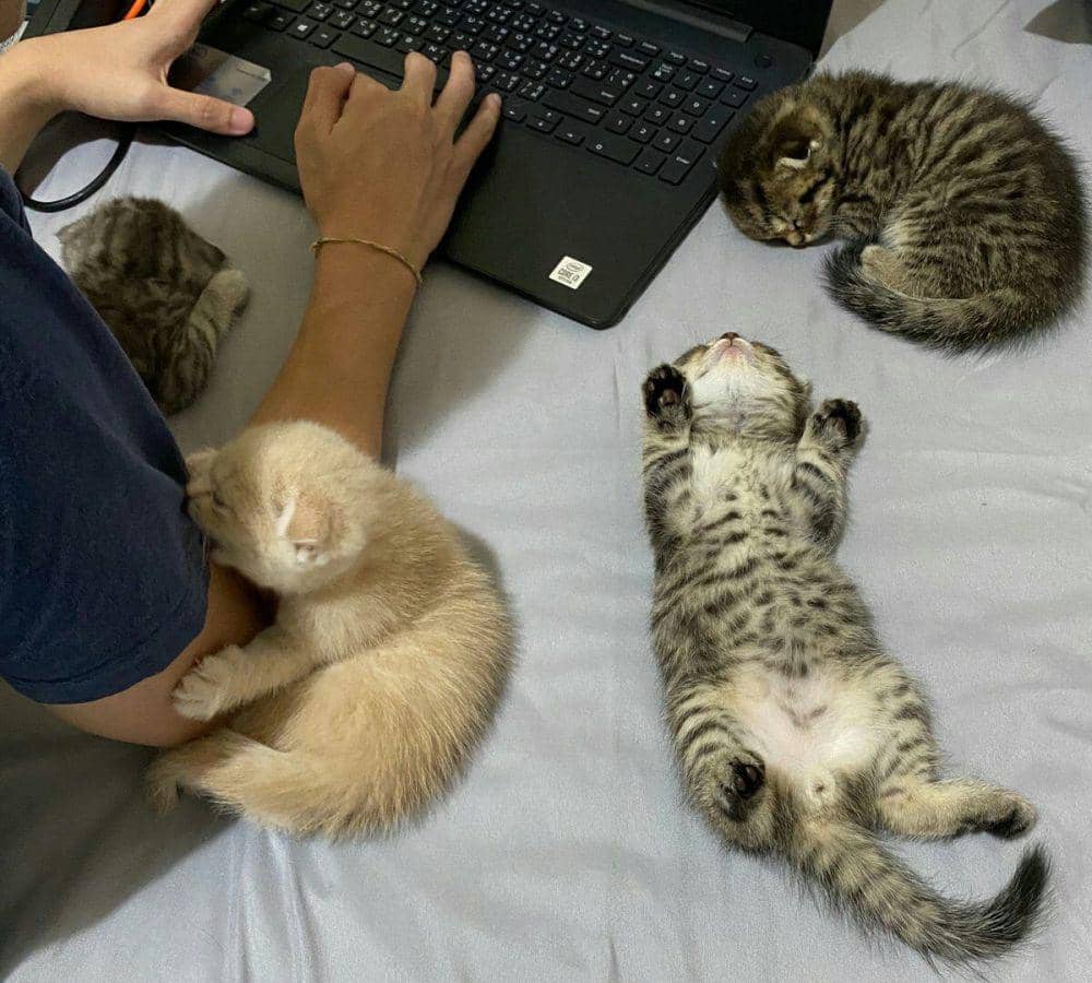 potret lucu kucing cari perhatian pas lagi kerja (reddit.com/SnowMoon2706)