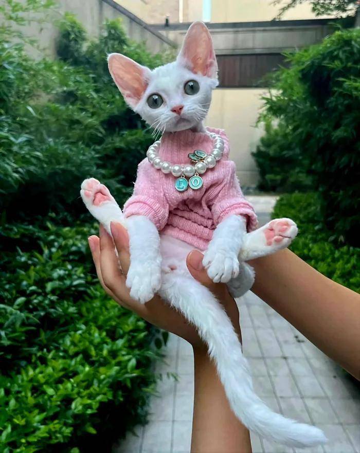 potret kucing pakai aksesori warna pink (reddit.com/user/fat_old_boy)