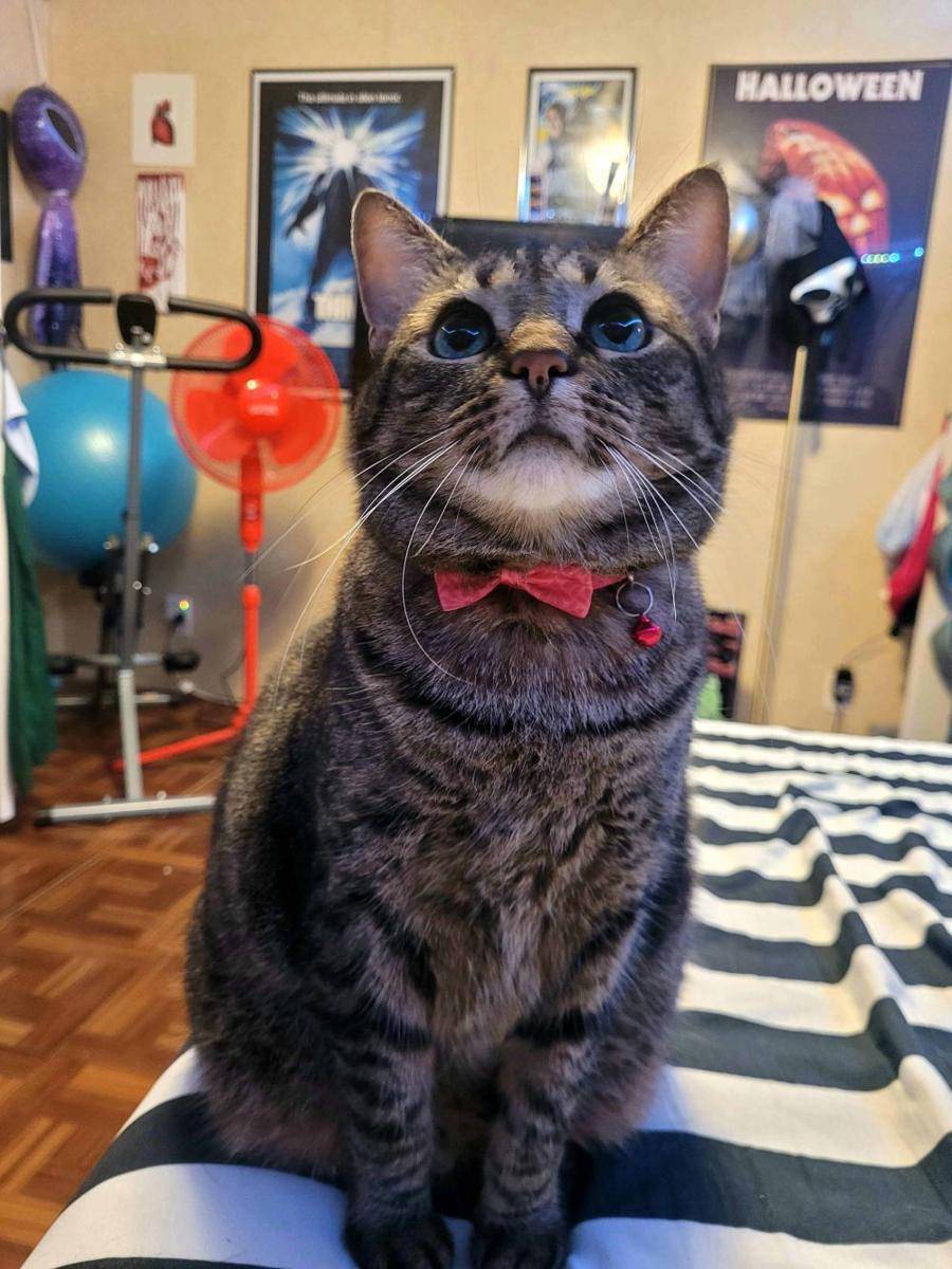 potret kucing pakai aksesori warna pink (reddit.com/user/Goreticia-Addams)