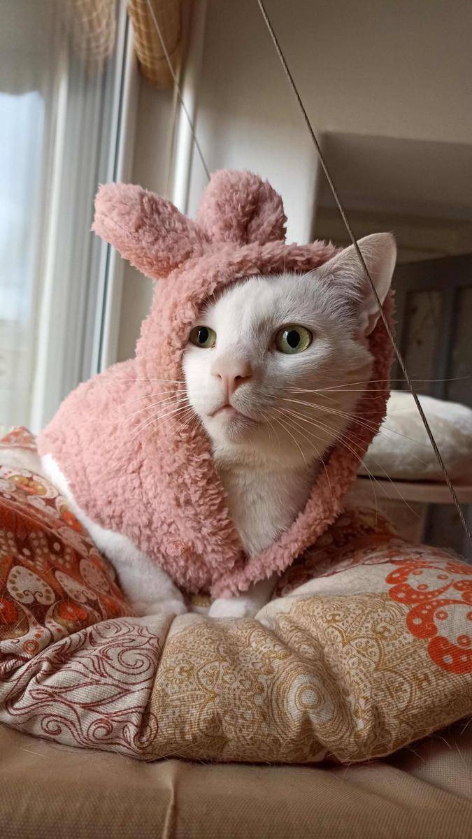 potret kucing pakai aksesori warna pink (reddit.com/user/Previous-Fan-4020)