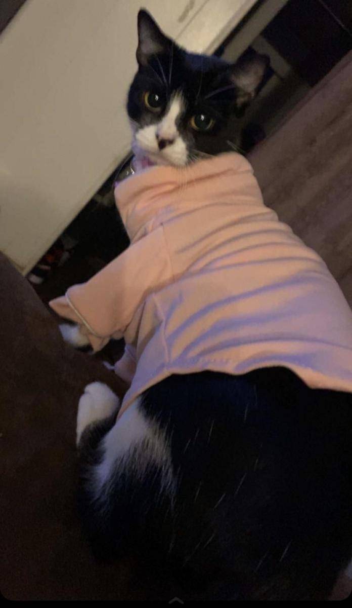 potret kucing pakai aksesori warna pink (reddit.com/user/busty_bunny18)