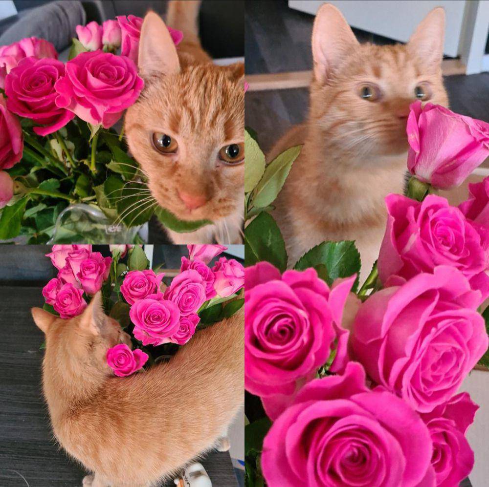 potret kucing pakai aksesori warna pink (reddit.com/user/xFay_)