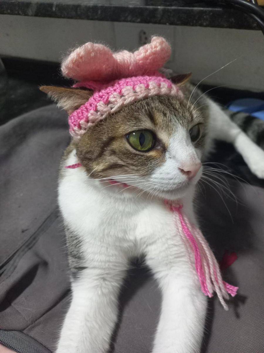 potret kucing pakai aksesori warna pink (reddit.com/user/PopeyeTekTek)