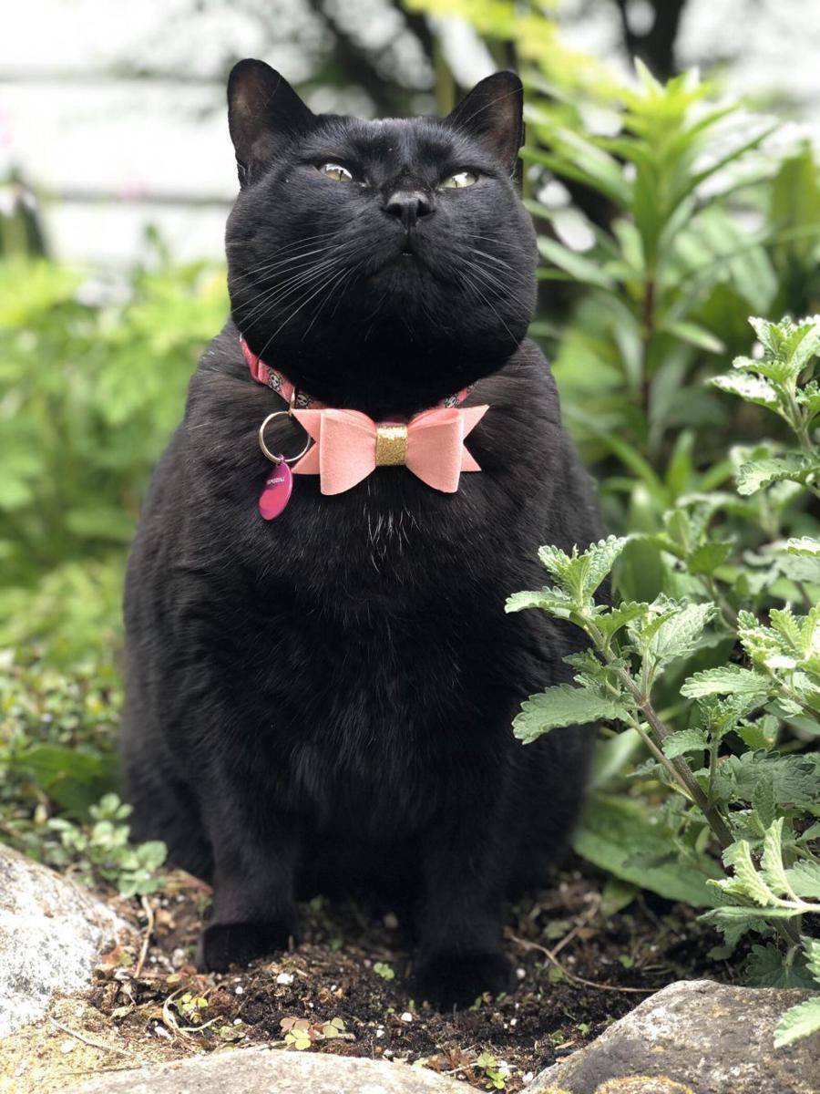 potret kucing pakai aksesori warna pink (reddit.com/user/sheagod)