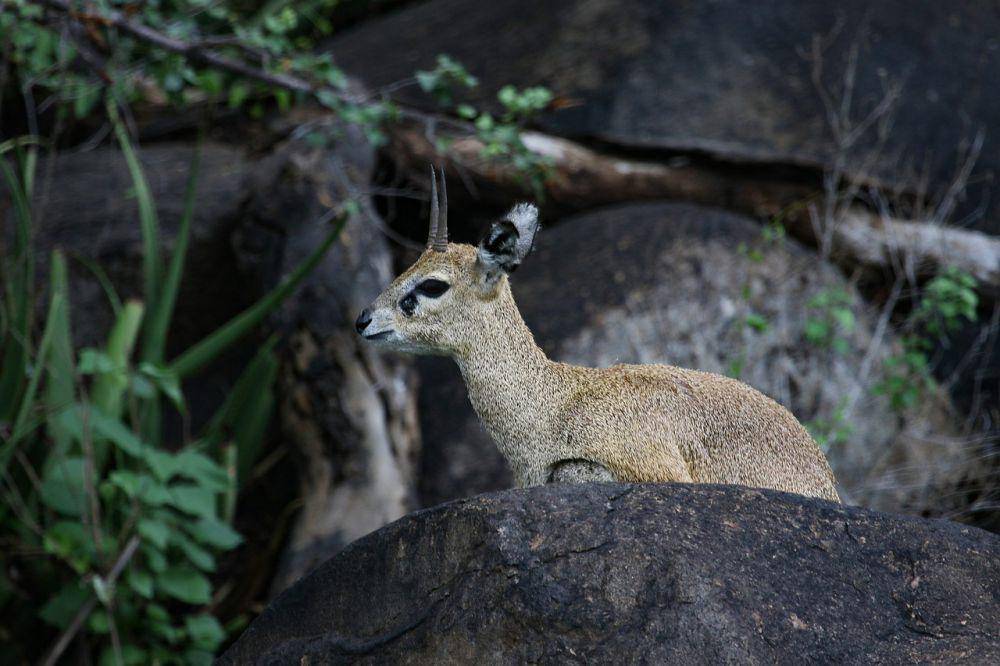 Klipspringer (pixabay.com/Josiana Boute)