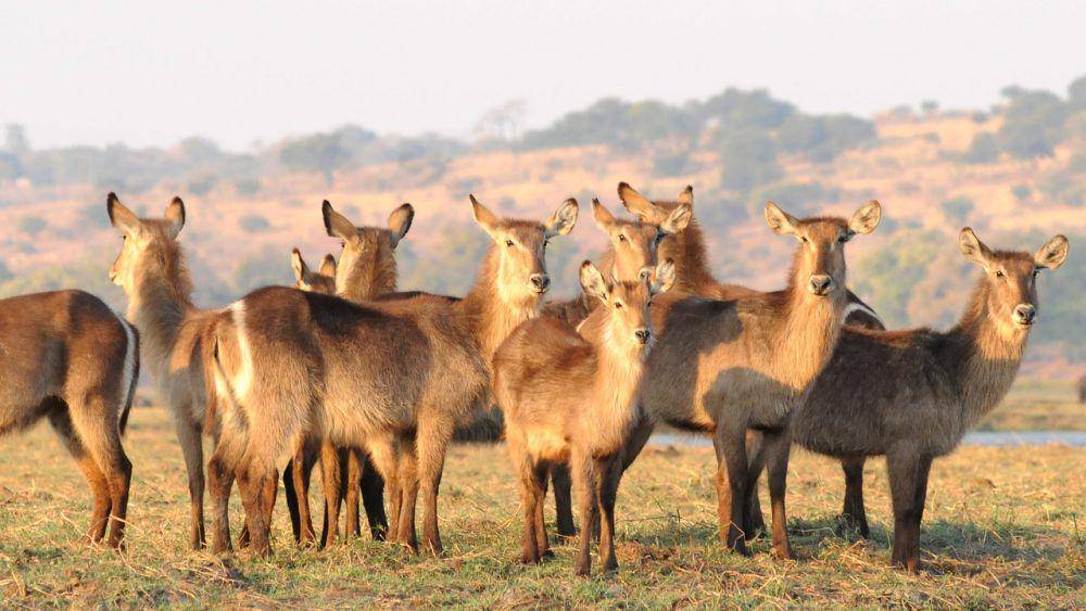 Waterbuck (pixabay.com/Herbert Bieser)