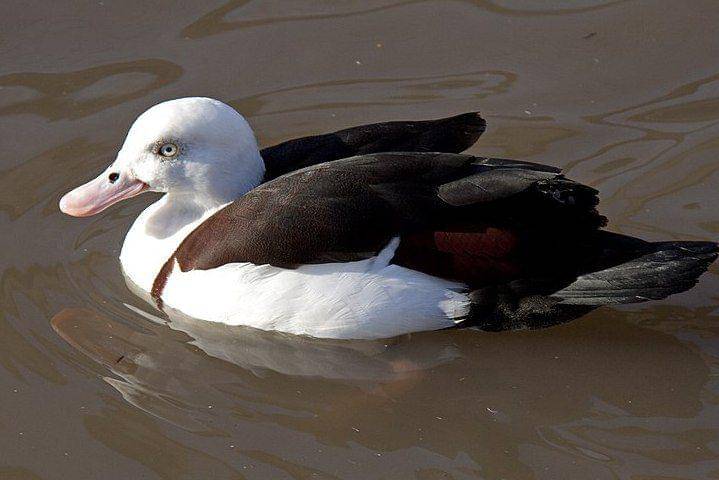 radjah shelduck berenang (commons.wikimedia.org/Tony Hisgett)