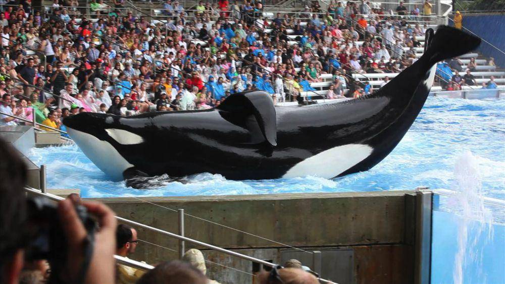 Blackfish (dok. CNN Films/ Blackfish)