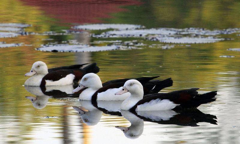 radjah shelduck di Australia (commons.wikimedia.org/GDW.45)
