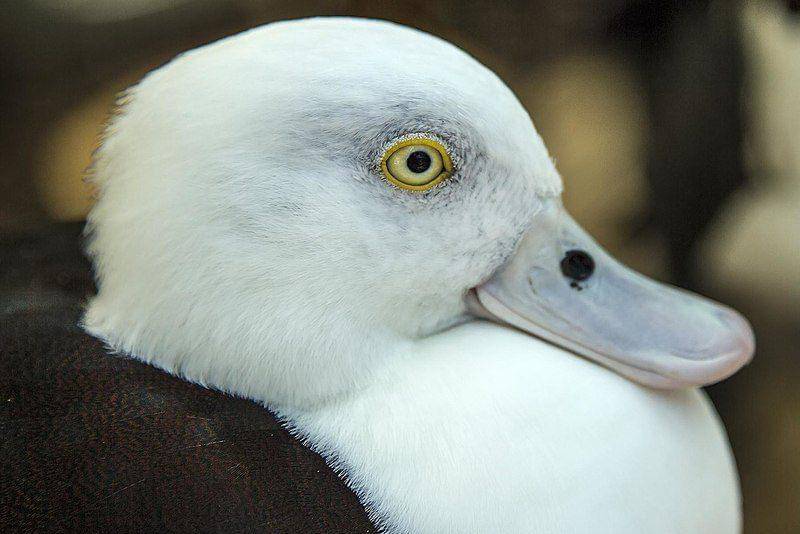 tampak dekat radjah shelduck (commons.wikimedia.org/Sheba_Also 43,000 photos)