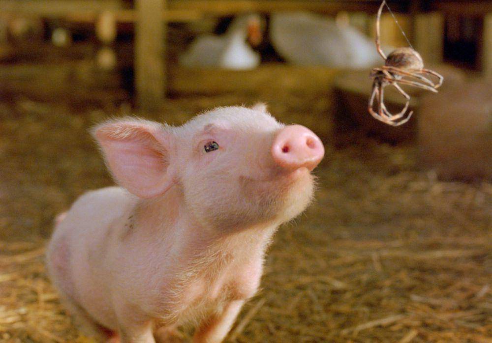 Charlotte's Web (dok. Paramount Pictures / Charlotte's Web)