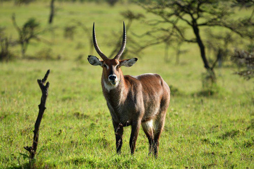 Waterbuck (pixabay.com/xiSerge)