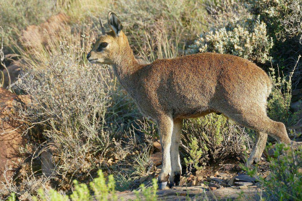 Klipspringer (commons.m.wikimedia.org/Bernard DUPONT)