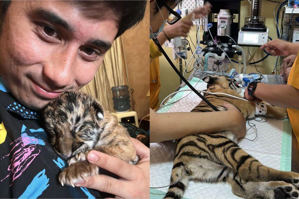 Kronologi dan Dugaan Penyebab Matinya Cenora Anak Harimau Alshad Ahmad