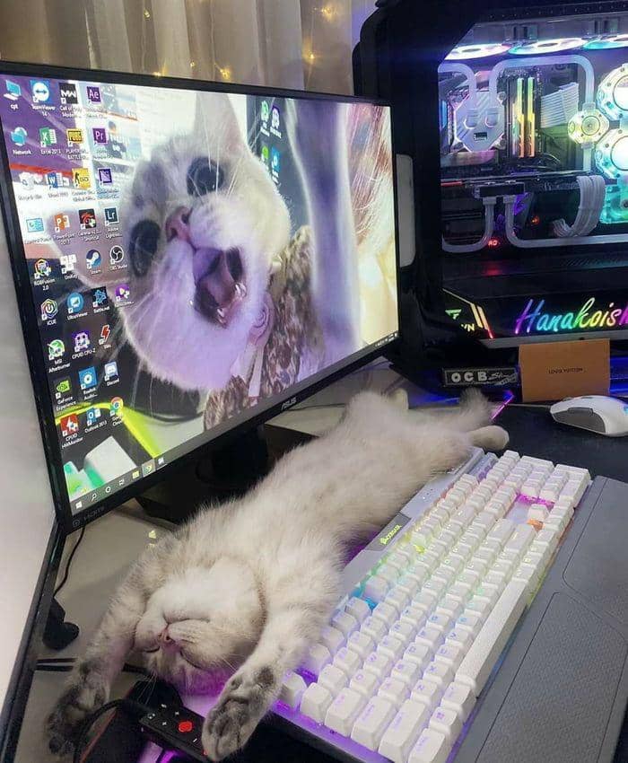 potret lucu kucing cari perhatian pas lagi kerja (reddit.com/LyndaLowe)