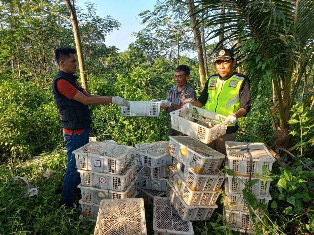 Upaya penggagalan penyelundupan ribuan burung tujuan Tangerang di Pelabuhan Bakauheni, Sabtu (22/7/2023). (Dok. Balai Karantina Pertanian Lampung).