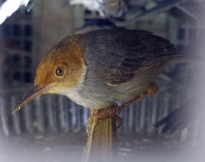 Upaya penggagalan penyelundupan ribuan burung tujuan Tangerang di Pelabuhan Bakauheni, Sabtu (22/7/2023). (Dok. Balai Karantina Pertanian Lampung).