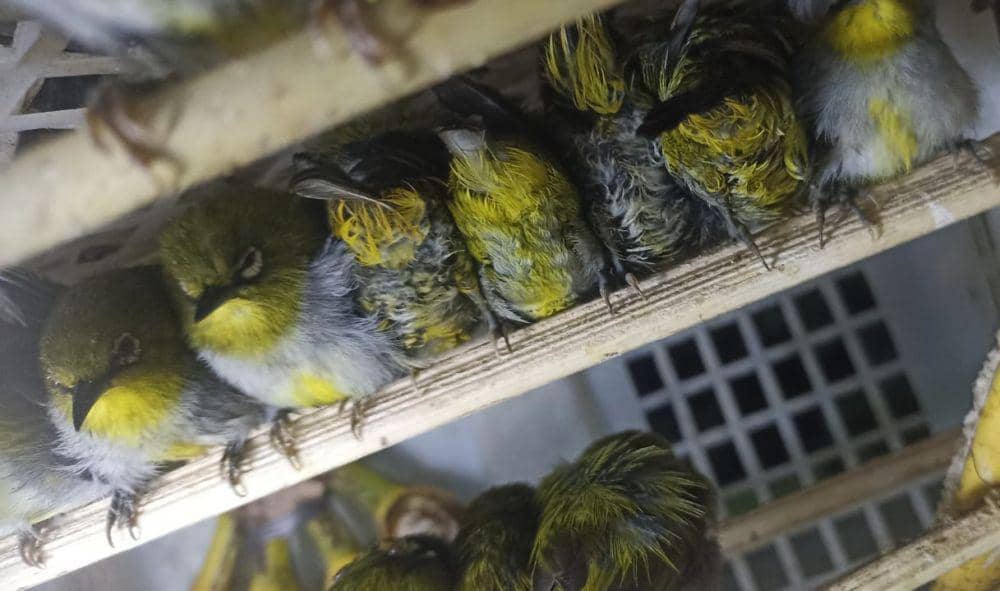 Ribuan Burung dalam Truk Fuso Tujuan Tangerang Ditahan di Bakauheni