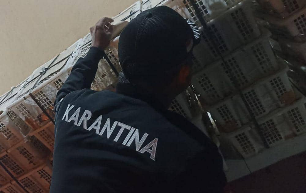 Upaya penggagalan penyelundupan ribuan burung tujuan Tangerang di Pelabuhan Bakauheni, Sabtu (22/7/2023). (Dok. Balai Karantina Pertanian Lampung).
