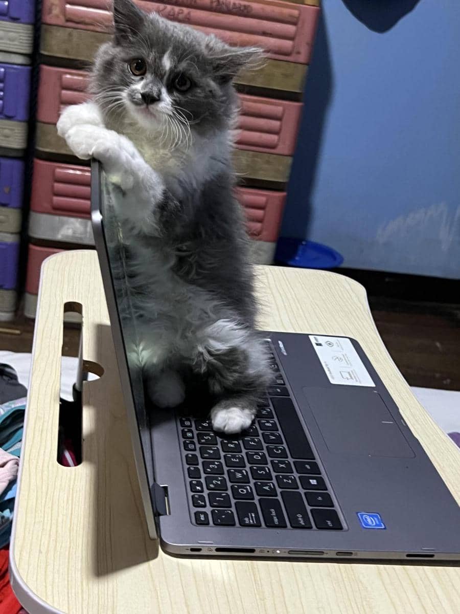 potret lucu kucing cari perhatian pas lagi kerja (reddit.com/kingtaeyeon)