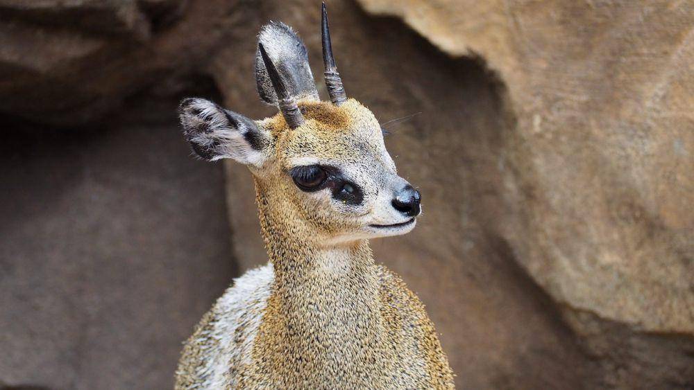 Klipspringer (pixabay.com/Jake Heckey)