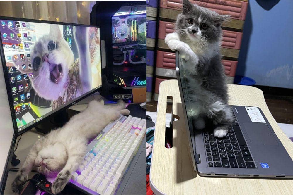 8 Potret Kocak Kucing Berusaha Maksimal Curi Perhatian Pas Lagi Kerja