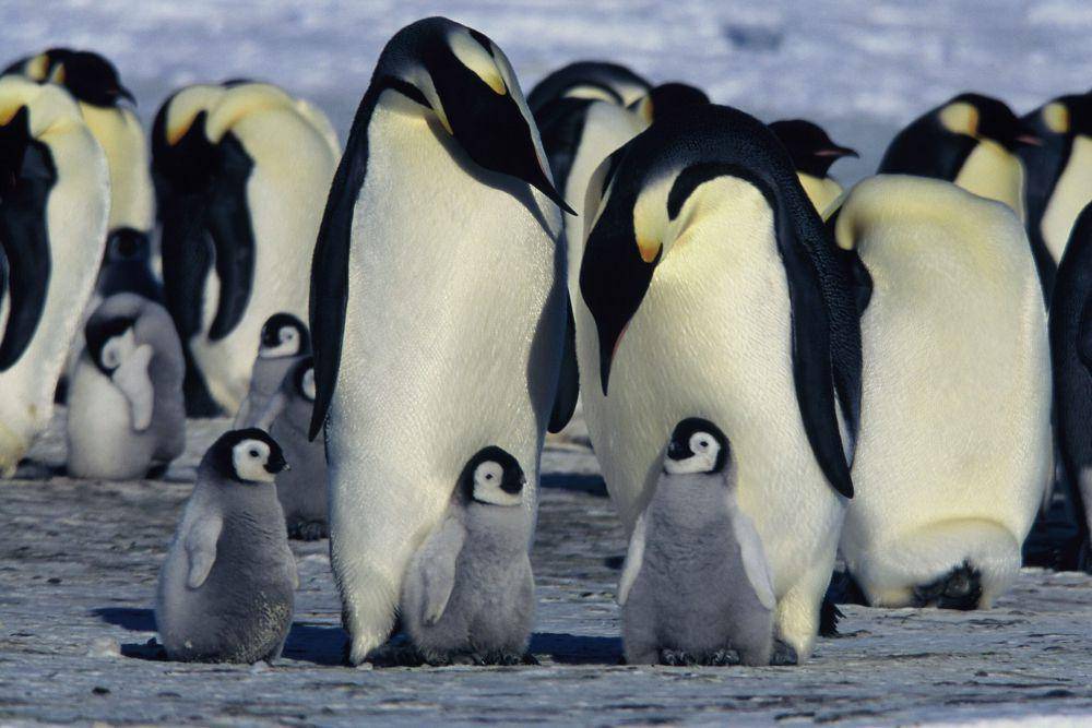 March of the Penguins (dok. National Geographic Films / March of the Penguins)