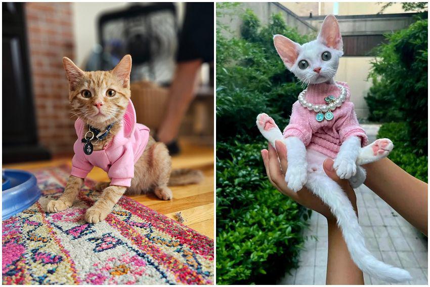 10 Foto Kucing Pakai Aksesori Pink, Mau Nonton Barbie, Cing?