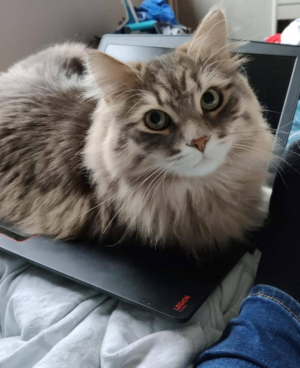 potret lucu kucing cari perhatian pas lagi kerja (reddit.com/gabisec)