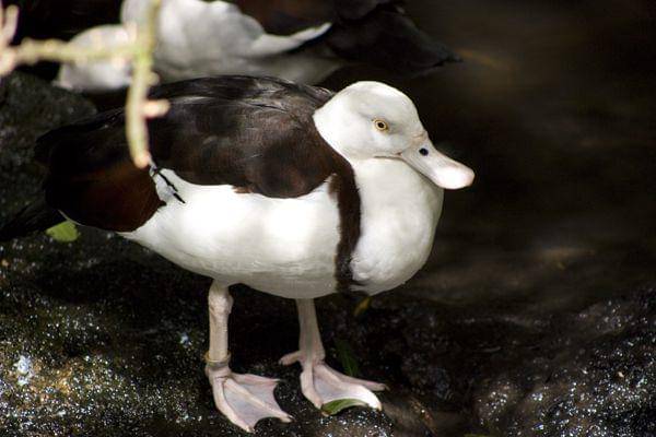tampak sekujur tubuh radjah shelduck (commons.wikimedia.org/Rexness)