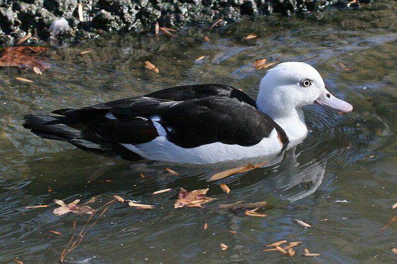radjah shelduck berenang (commons.wikimedia.org/Dick Daniels)