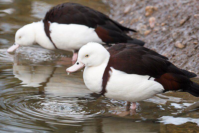 radjah shelduck di pinggir air (commons.wikimedia.org/James E. Petts)