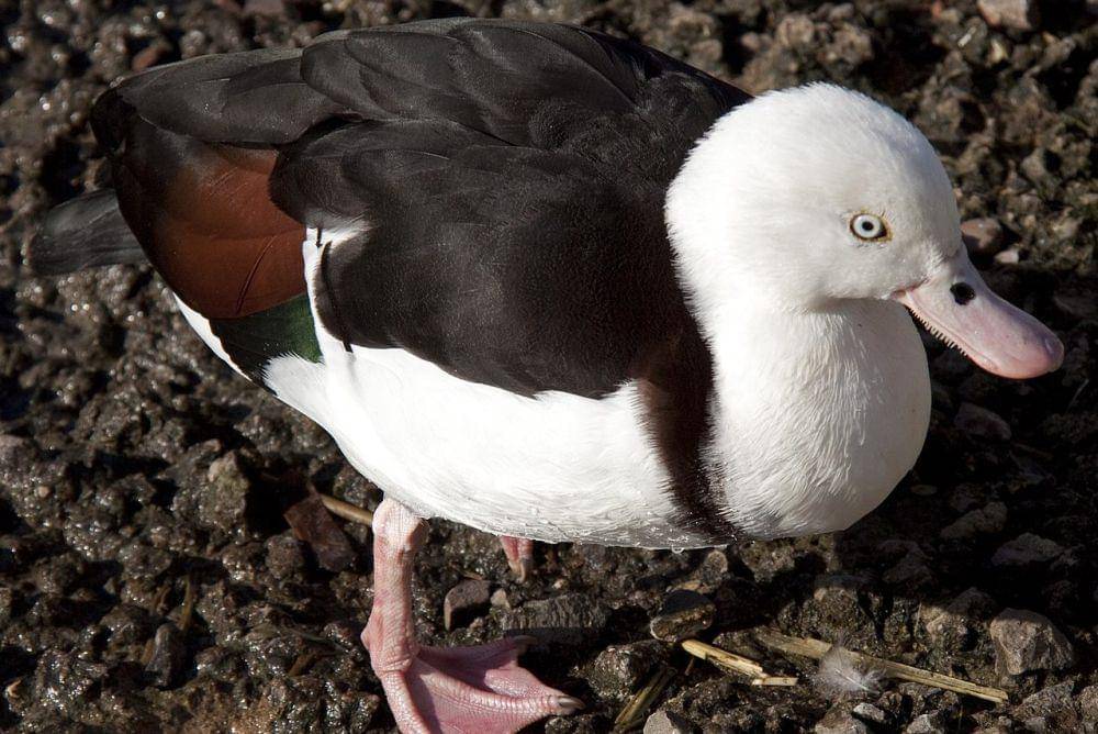 tampak sekujur tubuh radjah shelduck (commons.wikimedia.org/Tony Hisgett)