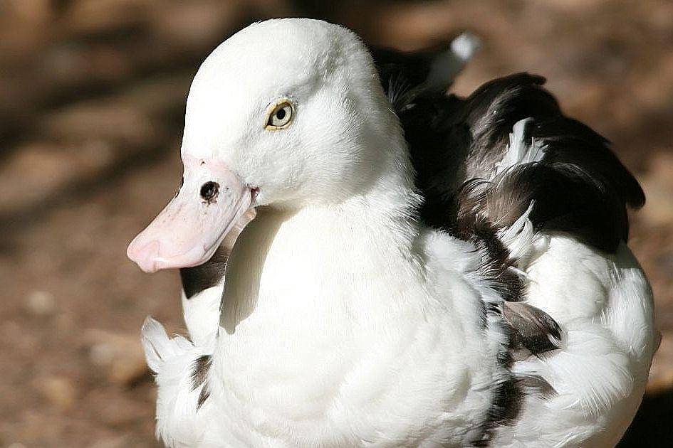 tampak dekat radjah shelduck (commons.wikimedia.org/David J. Stang)