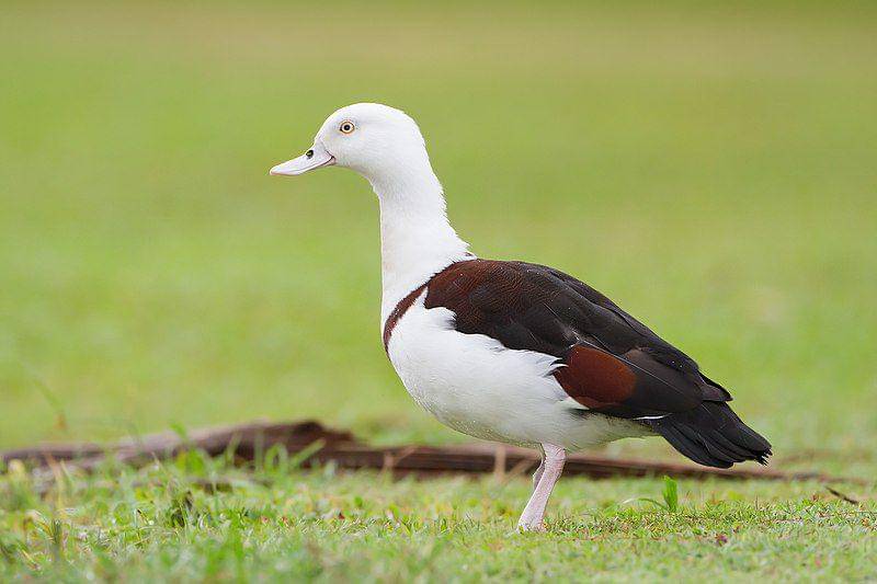radjah shelduck di Australia (commons.wikimedia.org/JJ Harrison)