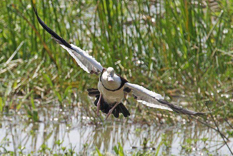 radjah shelduck mengudara (commons.wikimedia.org/Lip Kee Yap)