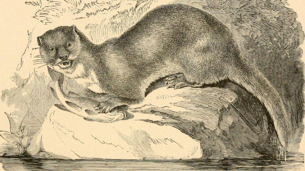 ilustrasi berang-berang Kanada atau Amerika dengan ilmiah Lutra canadensis dalam perdagangan bulu (commons.wikimedia.org/Internet Archive Book Images)