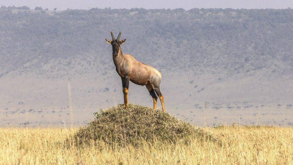 Topi (pixabay.com/Christo Ras)