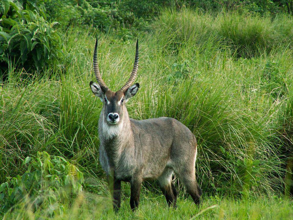 Waterbuck (pixabay.com/evaschlomberg)