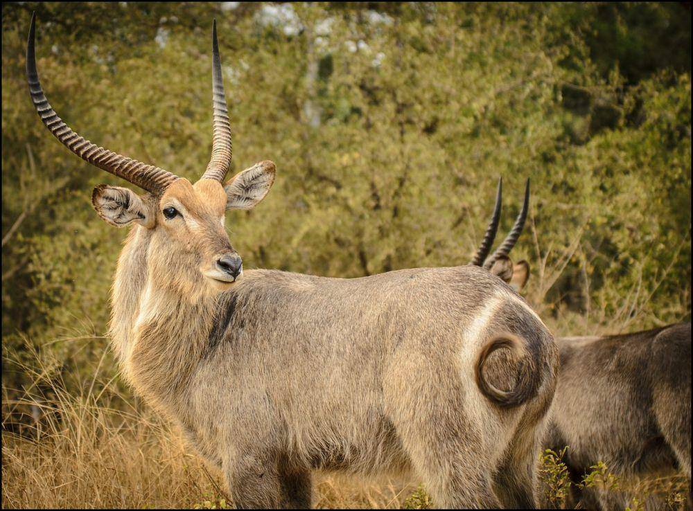 Waterbuck (pixabay.com/Ian Lindsay)