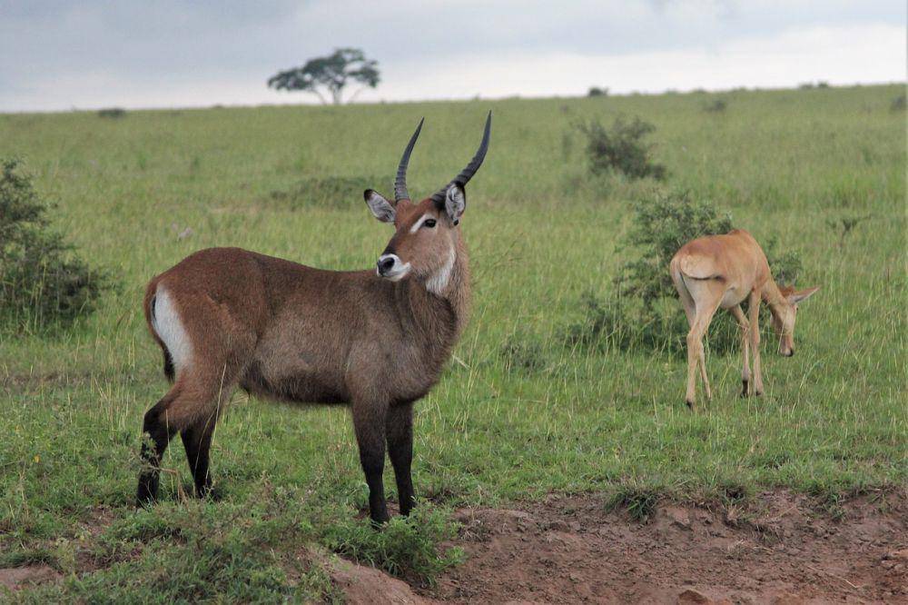 Waterbuck (pixabay.com/Nel Botha)