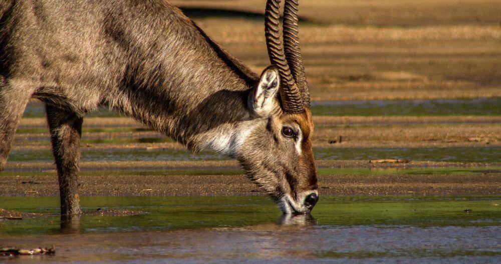 Waterbuck (pixabay.com/Christo Ras)