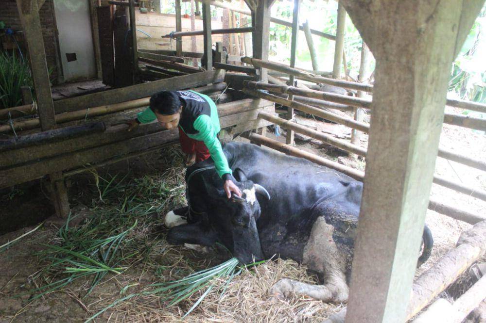 Peternak sapi di Tulungagung. IDN Times/ Bramanta Pamungkas