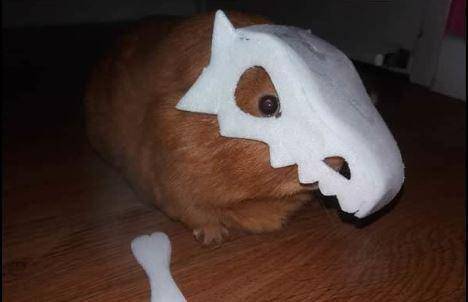 potret kelakuan lucu hamster (reddit.com/user/Rodan-Lewarx)