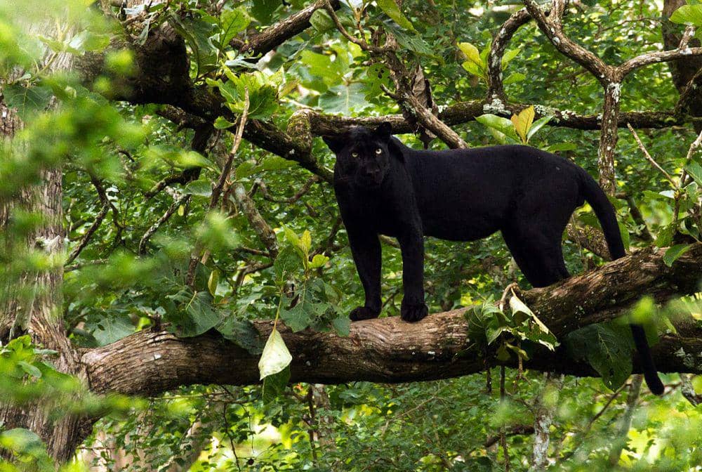 Macan kumbang (commons.wikimedia.org/Davidvraju)